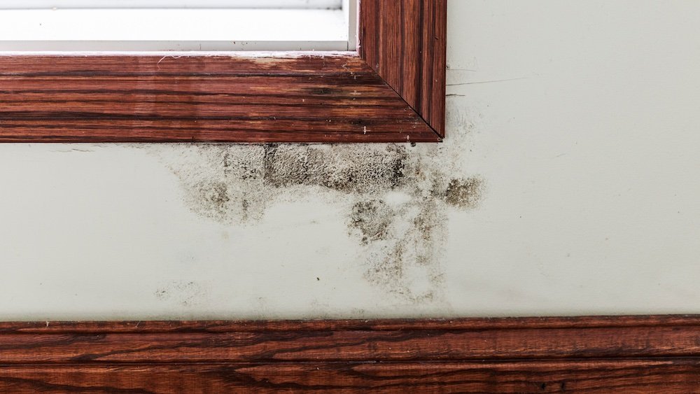 A moldy window frame in Panama City, FL where A+ offers mold removal